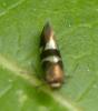 Antispila sp.